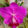 Categoria Orquídeas Volume da caixa 35x20x20 Peso: 300 g Nome nome científico: Cattleya LC Aloha Case triumph 'titanic