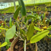 Categoria Orquídeas Volume da caixa 35x20x20 Peso: 300 g Nome nome científico: Cattleya LC Aloha Case triumph 'titanic