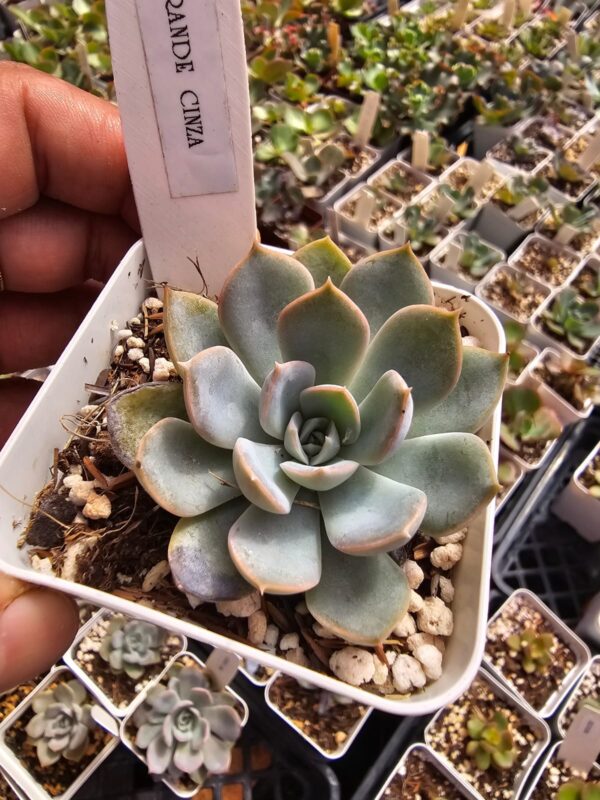 Echeveria Grande Cinza