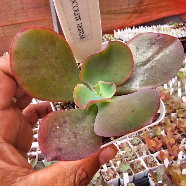 Gibbiflora Chocolate Ruffles - Image 2