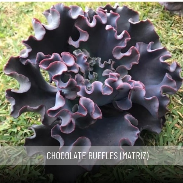 Gibbiflora Chocolate Ruffles