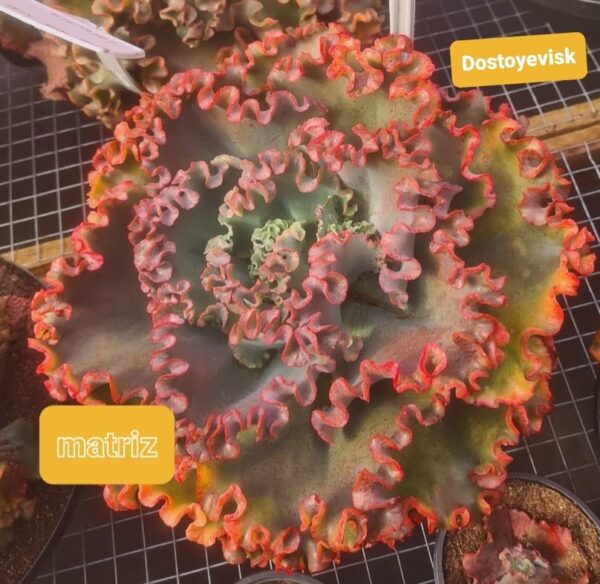 Echeveria Dostoyevsk pote 9