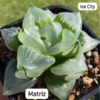 Hawhortia Ice City variegata pote 7