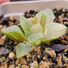 Hawhortia Ice City variegata pote 7 - Image 2