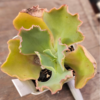 Gibbiflora Zerlina pote 11 - Image 2