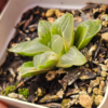 Hawhortia Ice City variegata pote 7 - Image 3